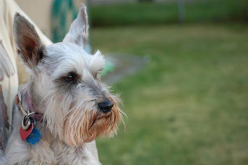 https://images.dog.ceo/breeds/schnauzer-miniature/n02097047_232.jpg