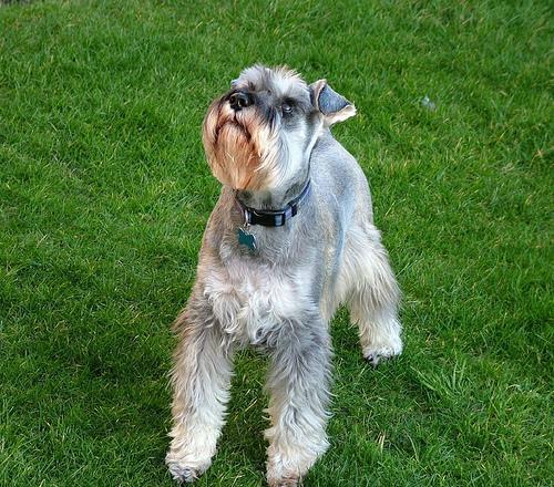 https://images.dog.ceo/breeds/schnauzer-miniature/n02097047_2426.jpg