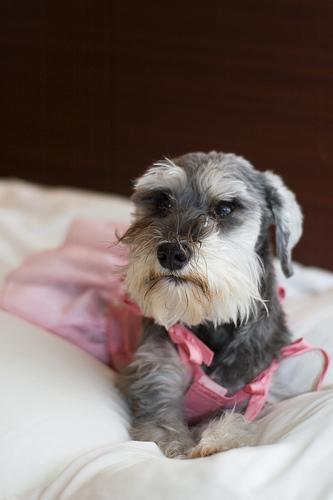 https://images.dog.ceo/breeds/schnauzer-miniature/n02097047_2466.jpg