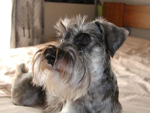 https://images.dog.ceo/breeds/schnauzer-miniature/n02097047_2470.jpg