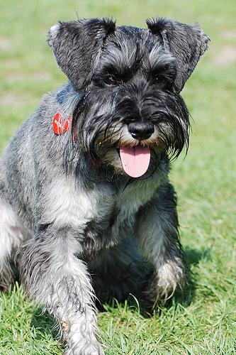 https://images.dog.ceo/breeds/schnauzer-miniature/n02097047_2472.jpg