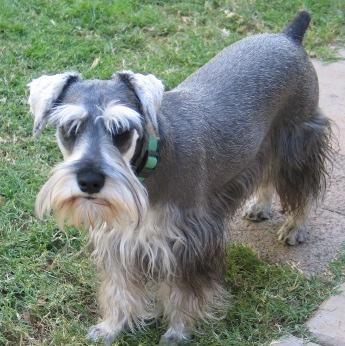 https://images.dog.ceo/breeds/schnauzer-miniature/n02097047_2497.jpg