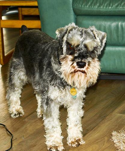 https://images.dog.ceo/breeds/schnauzer-miniature/n02097047_255.jpg