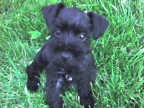 https://images.dog.ceo/breeds/schnauzer-miniature/n02097047_2565.jpg