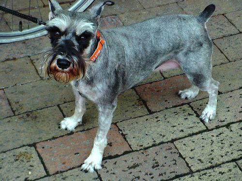 https://images.dog.ceo/breeds/schnauzer-miniature/n02097047_263.jpg