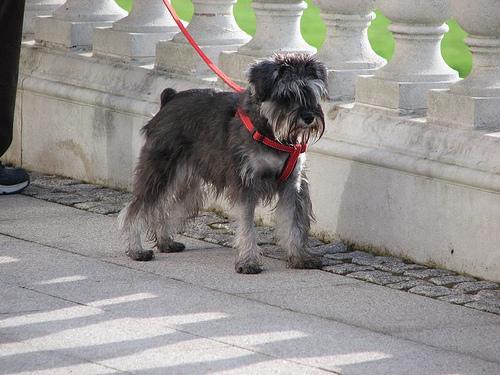 https://images.dog.ceo/breeds/schnauzer-miniature/n02097047_2634.jpg