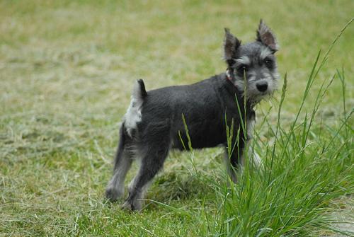 https://images.dog.ceo/breeds/schnauzer-miniature/n02097047_2649.jpg