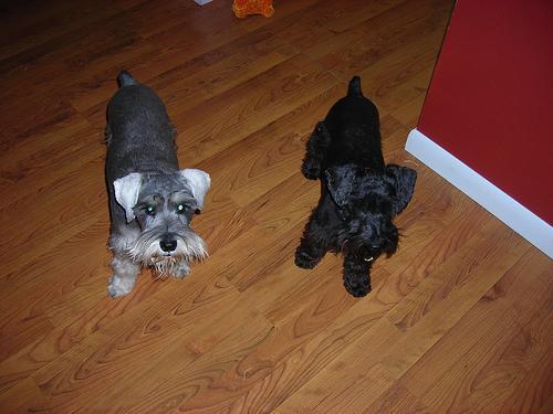 https://images.dog.ceo/breeds/schnauzer-miniature/n02097047_2663.jpg