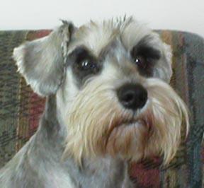 https://images.dog.ceo/breeds/schnauzer-miniature/n02097047_2701.jpg