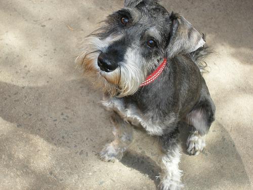 https://images.dog.ceo/breeds/schnauzer-miniature/n02097047_271.jpg