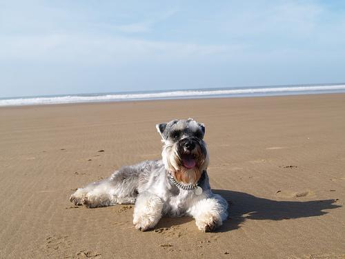 https://images.dog.ceo/breeds/schnauzer-miniature/n02097047_2776.jpg