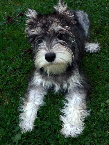 https://images.dog.ceo/breeds/schnauzer-miniature/n02097047_2871.jpg