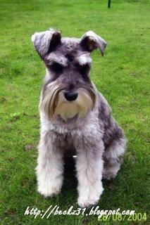 https://images.dog.ceo/breeds/schnauzer-miniature/n02097047_2917.jpg