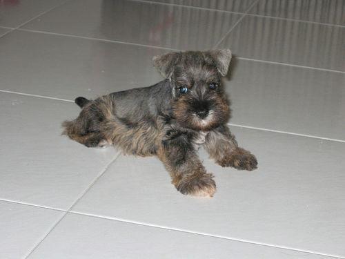 https://images.dog.ceo/breeds/schnauzer-miniature/n02097047_3035.jpg