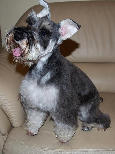 https://images.dog.ceo/breeds/schnauzer-miniature/n02097047_3074.jpg