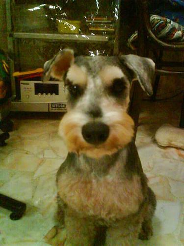 https://images.dog.ceo/breeds/schnauzer-miniature/n02097047_3233.jpg