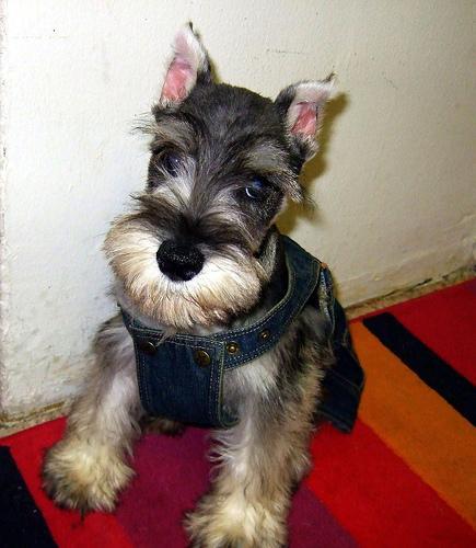 https://images.dog.ceo/breeds/schnauzer-miniature/n02097047_3429.jpg