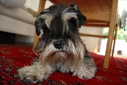 https://images.dog.ceo/breeds/schnauzer-miniature/n02097047_3458.jpg