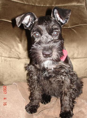 https://images.dog.ceo/breeds/schnauzer-miniature/n02097047_35.jpg