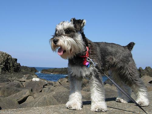 https://images.dog.ceo/breeds/schnauzer-miniature/n02097047_3534.jpg