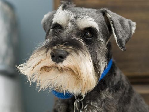 https://images.dog.ceo/breeds/schnauzer-miniature/n02097047_3579.jpg