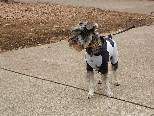 https://images.dog.ceo/breeds/schnauzer-miniature/n02097047_4018.jpg