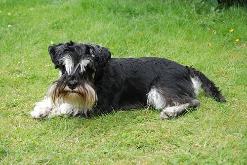 https://images.dog.ceo/breeds/schnauzer-miniature/n02097047_4563.jpg