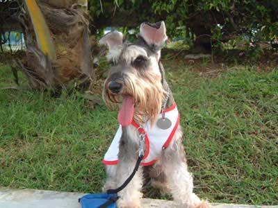 https://images.dog.ceo/breeds/schnauzer-miniature/n02097047_4634.jpg