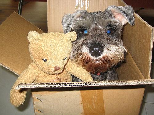 https://images.dog.ceo/breeds/schnauzer-miniature/n02097047_4644.jpg