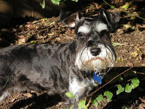 https://images.dog.ceo/breeds/schnauzer-miniature/n02097047_4844.jpg