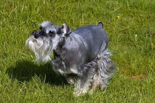 https://images.dog.ceo/breeds/schnauzer-miniature/n02097047_4929.jpg