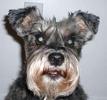 https://images.dog.ceo/breeds/schnauzer-miniature/n02097047_5046.jpg