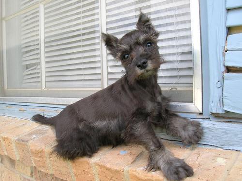 https://images.dog.ceo/breeds/schnauzer-miniature/n02097047_509.jpg