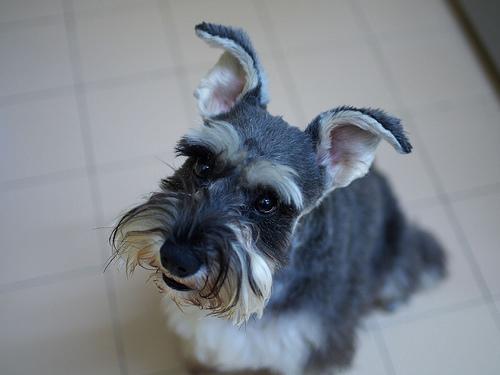 https://images.dog.ceo/breeds/schnauzer-miniature/n02097047_5223.jpg