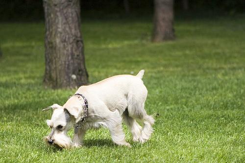 https://images.dog.ceo/breeds/schnauzer-miniature/n02097047_5257.jpg