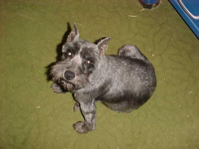 https://images.dog.ceo/breeds/schnauzer-miniature/n02097047_5644.jpg