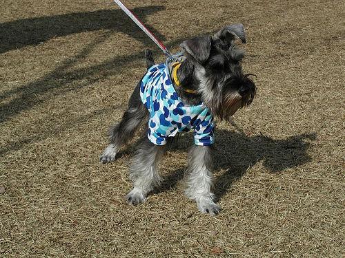 https://images.dog.ceo/breeds/schnauzer-miniature/n02097047_581.jpg