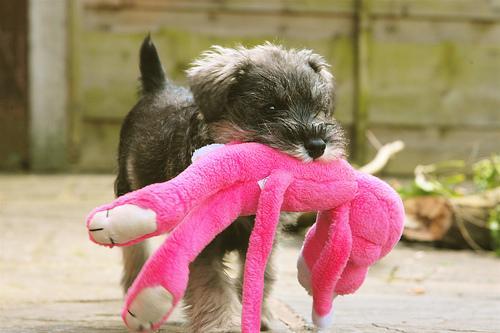 https://images.dog.ceo/breeds/schnauzer-miniature/n02097047_5869.jpg