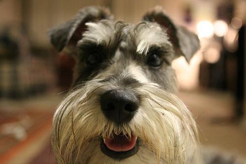 https://images.dog.ceo/breeds/schnauzer-miniature/n02097047_60.jpg