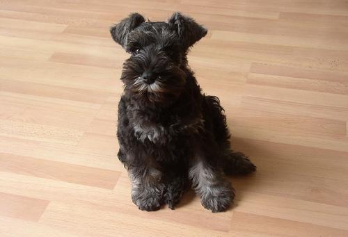 https://images.dog.ceo/breeds/schnauzer-miniature/n02097047_610.jpg