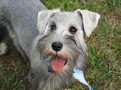 https://images.dog.ceo/breeds/schnauzer-miniature/n02097047_6188.jpg