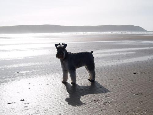 https://images.dog.ceo/breeds/schnauzer-miniature/n02097047_6203.jpg