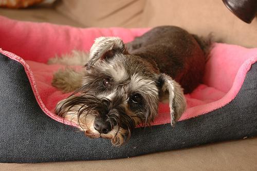 https://images.dog.ceo/breeds/schnauzer-miniature/n02097047_6328.jpg