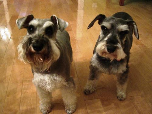 https://images.dog.ceo/breeds/schnauzer-miniature/n02097047_635.jpg