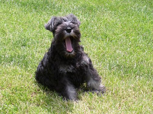 https://images.dog.ceo/breeds/schnauzer-miniature/n02097047_6434.jpg