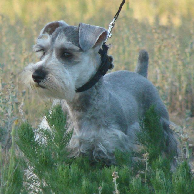 https://images.dog.ceo/breeds/schnauzer-miniature/n02097047_6553.jpg