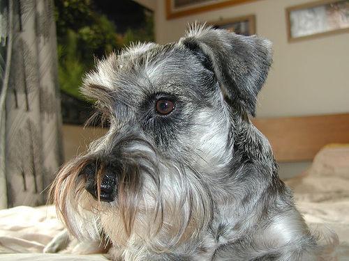 https://images.dog.ceo/breeds/schnauzer-miniature/n02097047_6701.jpg