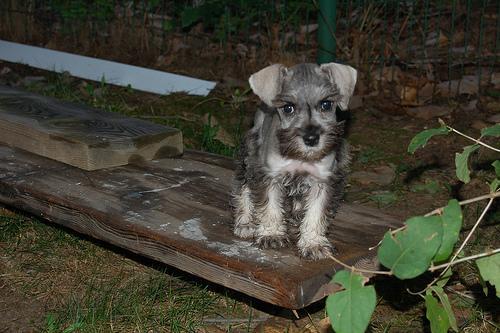 https://images.dog.ceo/breeds/schnauzer-miniature/n02097047_674.jpg