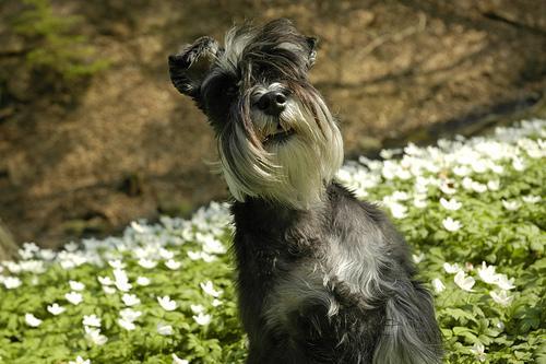 https://images.dog.ceo/breeds/schnauzer-miniature/n02097047_6744.jpg