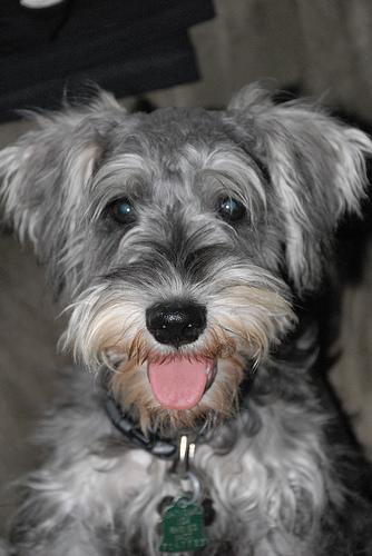 https://images.dog.ceo/breeds/schnauzer-miniature/n02097047_6884.jpg